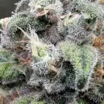 Cannarado, Rippers and Seedstockers