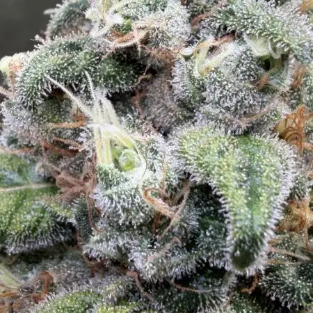 Cannarado, Rippers and Seedstockers