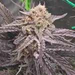 Mephistoreoz x Mangoreoz