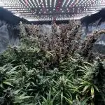 Banana Purple Punch + Gorilla Cookies Auto ~ 420Fastbuds