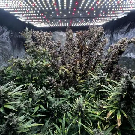 Banana Purple Punch + Gorilla Cookies Auto ~ 420Fastbuds