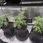 Super Boof cuttings - Blockhead Buds