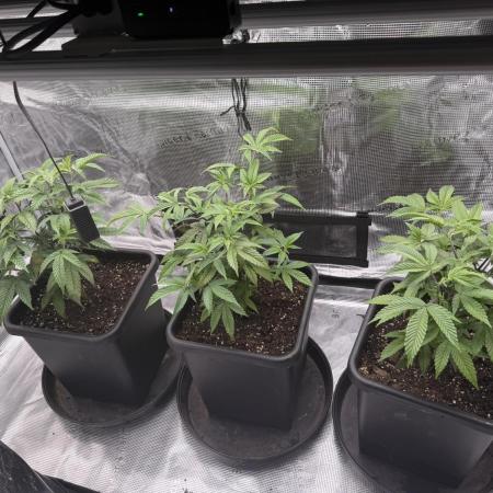 Super Boof cuttings - Blockhead Buds