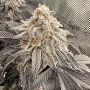 Super Boof cuttings - Blockhead Buds