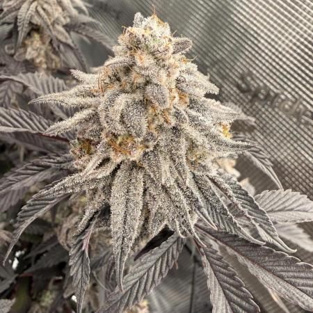 Super Boof cuttings - Blockhead Buds