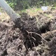 2025 Outdoor/greenhouse