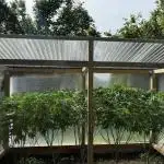 2025 Outdoor/greenhouse