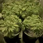 Super Lemon Haze x Pink Candy