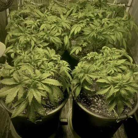 Super Lemon Haze x Pink Candy