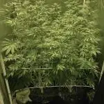 Super Lemon Haze x Pink Candy