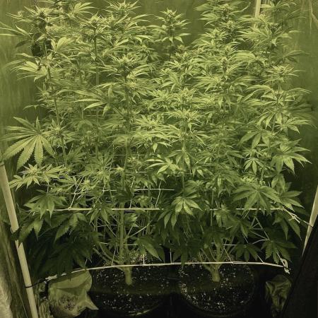 Super Lemon Haze x Pink Candy