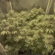 Super Lemon Haze x Pink Candy