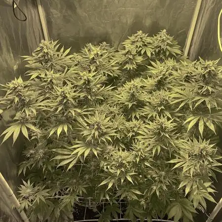 Super Lemon Haze x Pink Candy