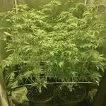 Super Lemon Haze x Pink Candy