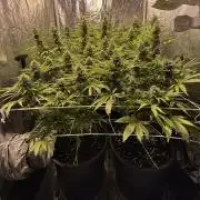 Franco’s Lemon Cheese