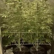 Super Lemon Haze x Pink Candy