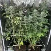 Super Lemon Haze x Pink Candy