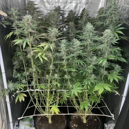 Super Lemon Haze x Pink Candy