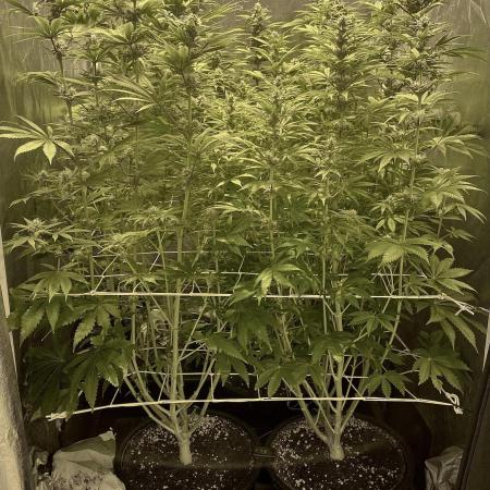 Super Lemon Haze x Pink Candy