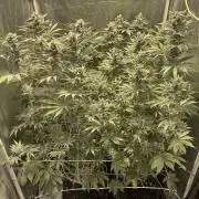 Super Lemon Haze x Pink Candy