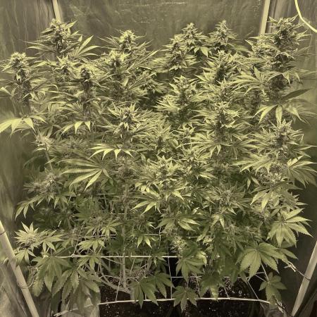 Super Lemon Haze x Pink Candy