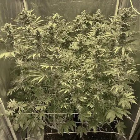 Super Lemon Haze x Pink Candy