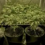 Super Lemon Haze x Pink Candy