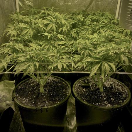 Super Lemon Haze x Pink Candy
