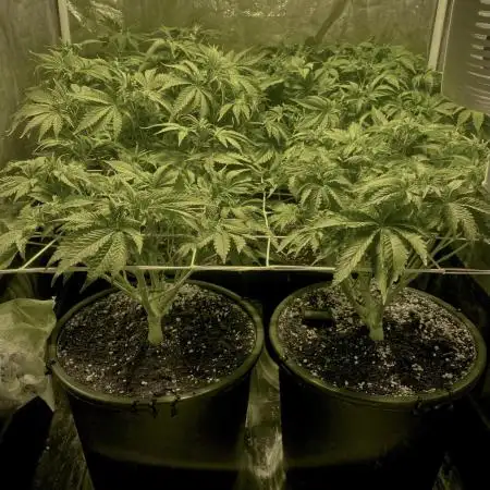 Super Lemon Haze x Pink Candy