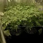 Super Lemon Haze x Pink Candy