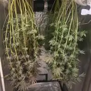 Super Lemon Haze x Pink Candy