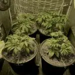 Super Lemon Haze x Pink Candy