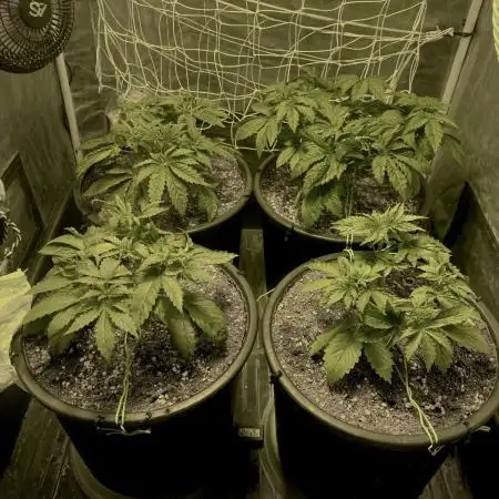 Super Lemon Haze x Pink Candy