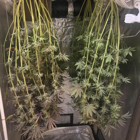 Super Lemon Haze x Pink Candy