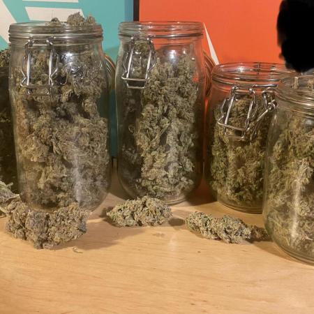 Super Lemon Haze x Pink Candy