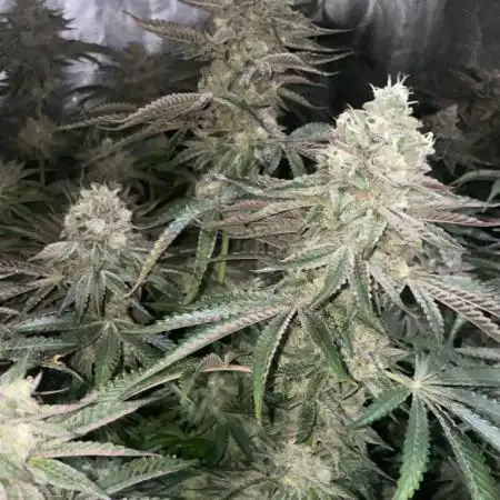 Super Lemon Haze X RS11