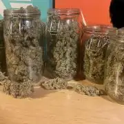 Super Lemon Haze x Pink Candy