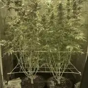 Super Lemon Haze x Pink Candy