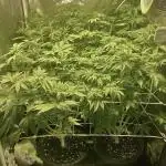 Super Lemon Haze x Pink Candy