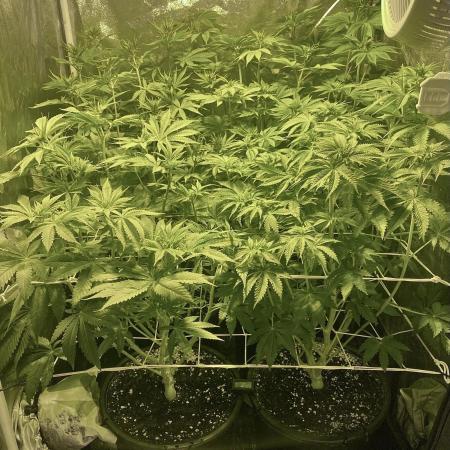 Super Lemon Haze x Pink Candy