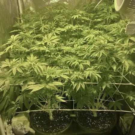 Super Lemon Haze x Pink Candy