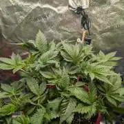 Gorilla gas fast F1 in Coco Coir