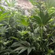 Gorilla gas fast F1 in Coco Coir