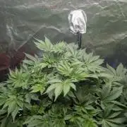 Gorilla gas fast F1 in Coco Coir