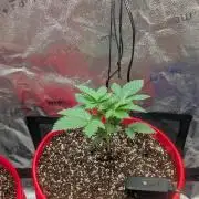 Gorilla gas fast F1 in Coco Coir
