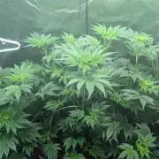 Gorilla gas fast F1 in Coco Coir