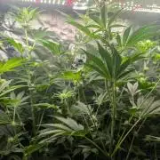 Gorilla gas fast F1 in Coco Coir