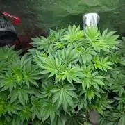 Gorilla gas fast F1 in Coco Coir