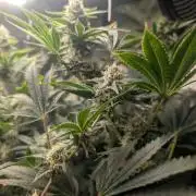 Gorilla gas fast F1 in Coco Coir
