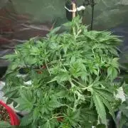 Gorilla gas fast F1 in Coco Coir